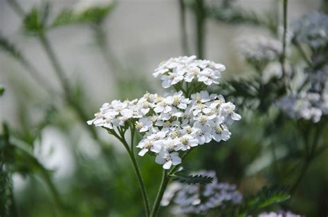  Yarrows: Unikalne Zastosowanie w Biopaliwach i Produktach Farmaceutycznych?